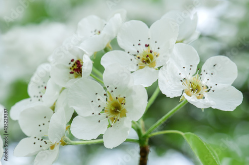 White cherry flowers on a branch close up