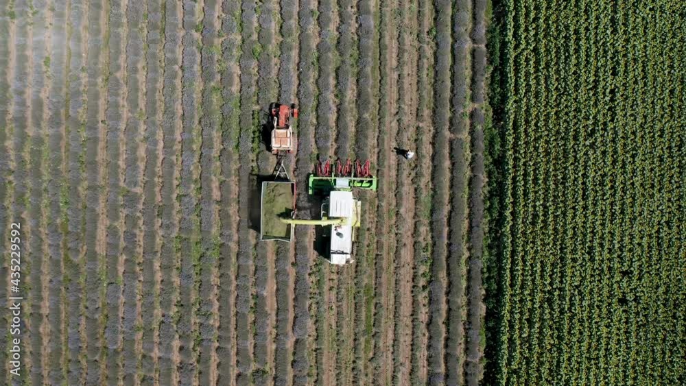 Aerial viideo of harvesting lavender field.