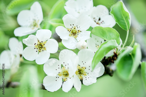 White cherry flowers. Flowers on a branch close up 