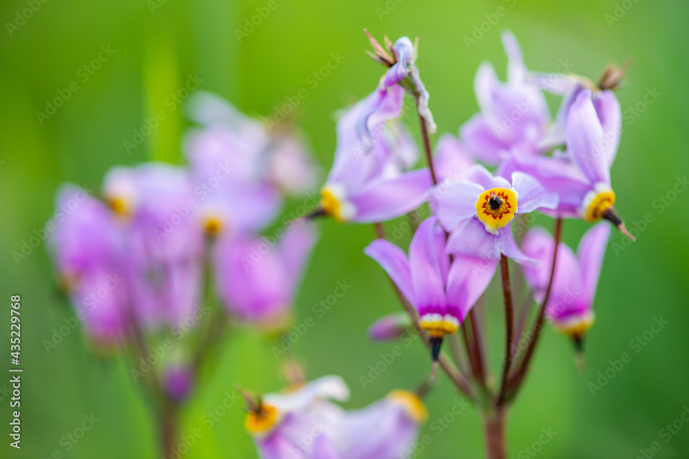 Close up of a beautiful flower, Dodecatheon meadia L. Primulaceae species. Selective focus on the center yellow ring. Close up of a beautiful flower, Dodecatheon meadia L. Primulaceae species. Selective focus on the center yellow ring.