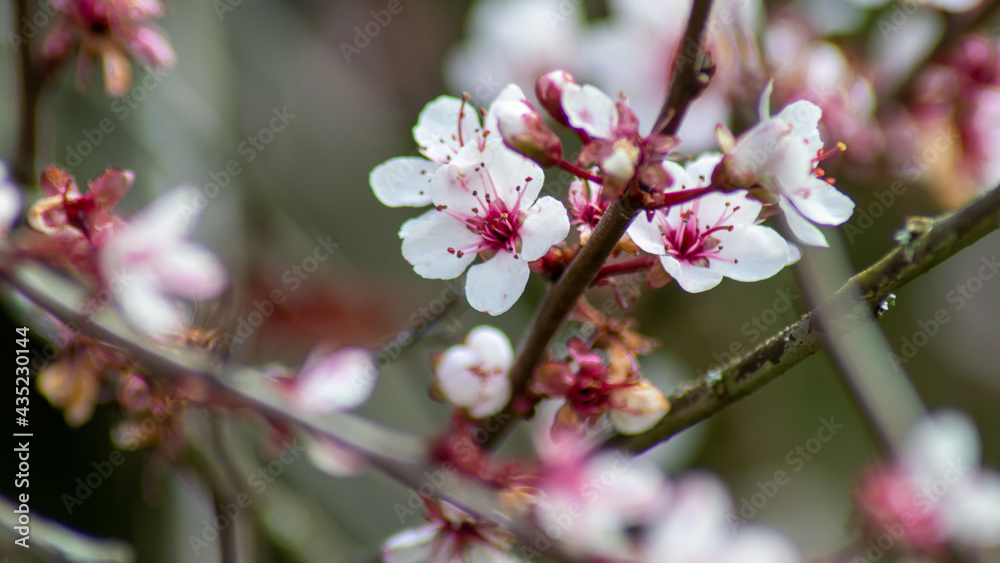 große wunderschöne Kirschblüten große wunderschöne Kirschblüten