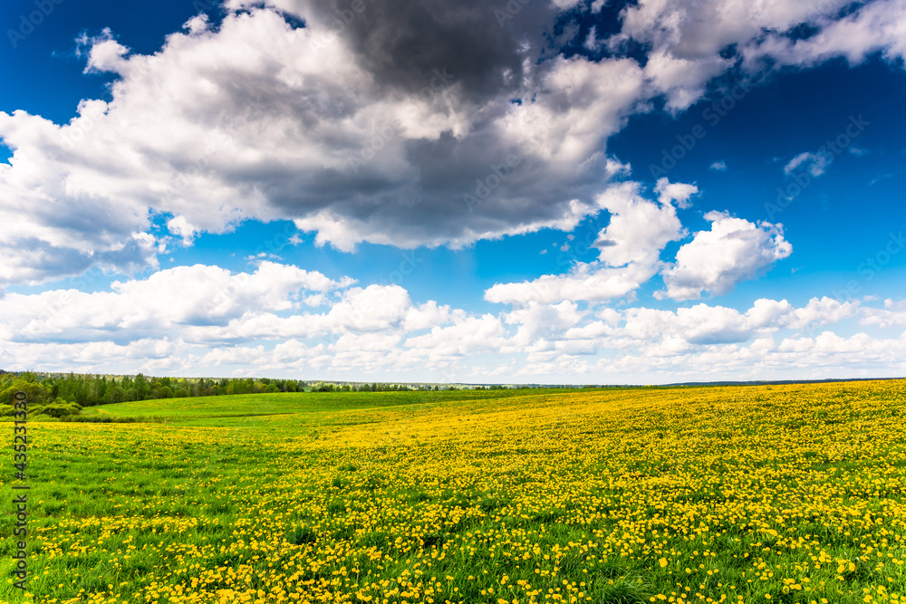 Meadow in the woods covered in dandelions on a cloudy spring day