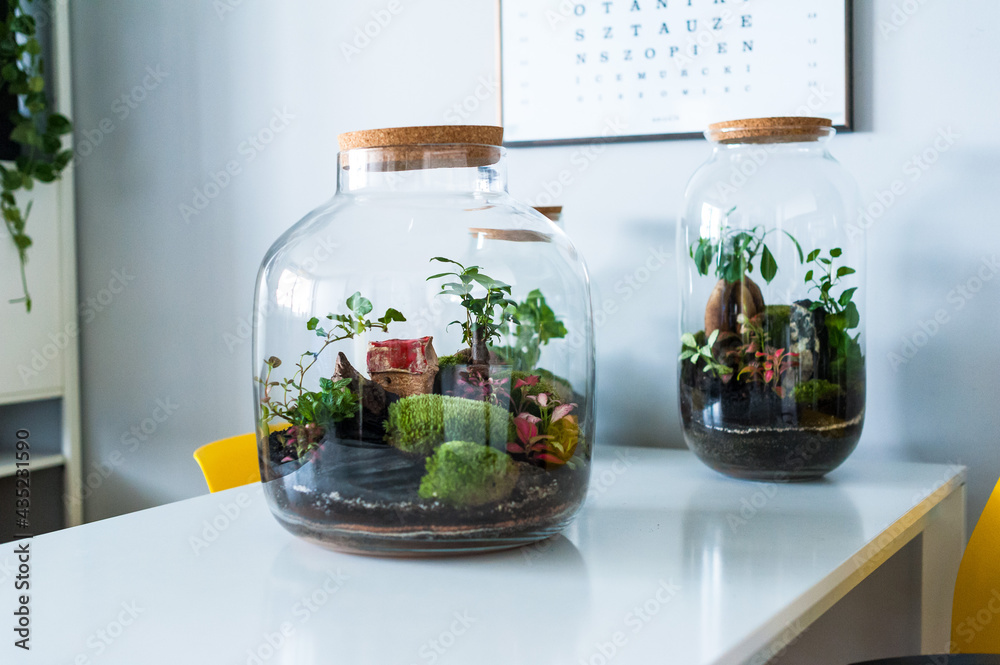 Small decoration plants in a glass bottle, garden terrarium bottle, forest in a jar. Terrarium jar with piece of forest with self ecosystem. Save the earth concept. Bonsai, set of terrariums, jars