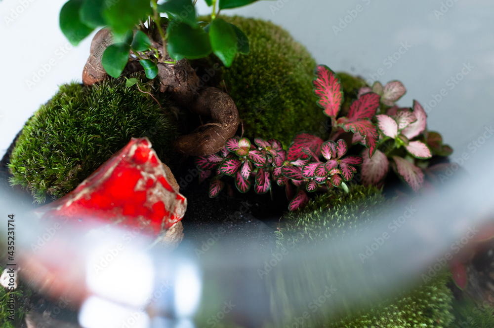 Small decoration plants in a glass bottle, garden terrarium bottle, forest in a jar. Terrarium jar with piece of forest with self ecosystem. Save the earth concept. Bonsai, set of terrariums, jars