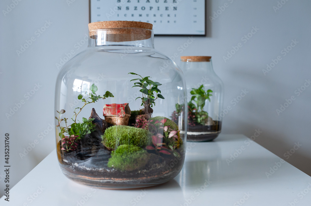 Small decoration plants in a glass bottle, garden terrarium bottle, forest in a jar. Terrarium jar with piece of forest with self ecosystem. Save the earth concept. Bonsai, set of terrariums, jars