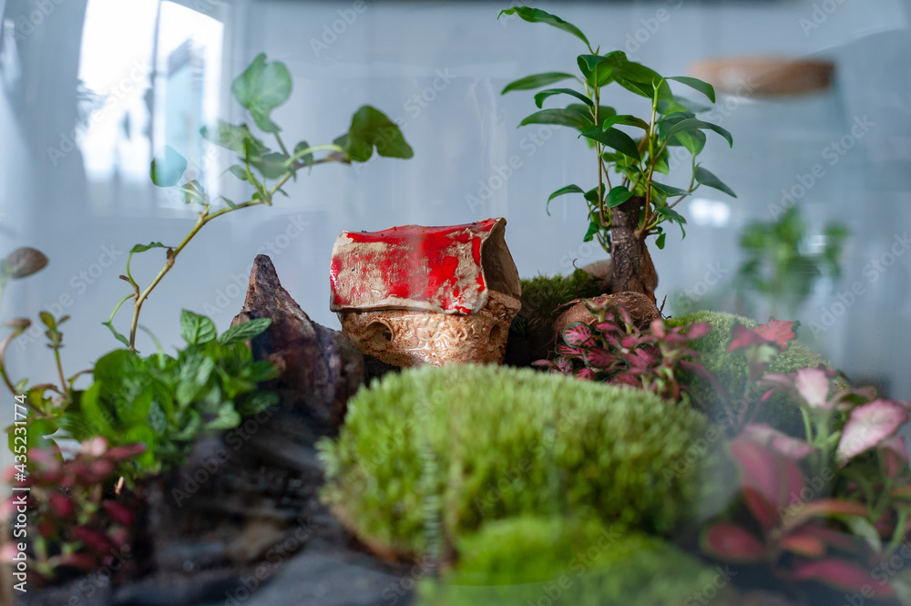 Small decoration plants in a glass bottle, garden terrarium bottle, forest in a jar. Terrarium jar with piece of forest with self ecosystem. Save the earth concept. Bonsai, set of terrariums, jars