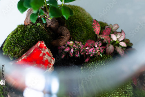 Small decoration plants in a glass bottle, garden terrarium bottle,  forest in a jar. Terrarium jar with piece of forest with self ecosystem. Save the earth concept. Bonsai, set of terrariums, jars