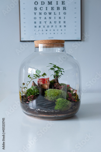 Small decoration plants in a glass bottle, garden terrarium bottle,  forest in a jar. Terrarium jar with piece of forest with self ecosystem. Save the earth concept. Bonsai, set of terrariums, jars