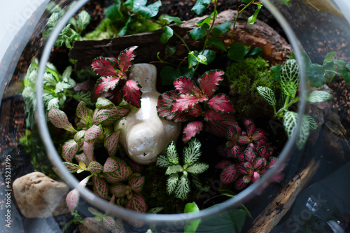 Obraz na płótnie Small decoration plants in a glass bottle, garden terrarium bottle, forest in a jar. Terrarium jar with piece of forest with self ecosystem. Save the earth concept. Bonsai, set of terrariums, jars w salonie