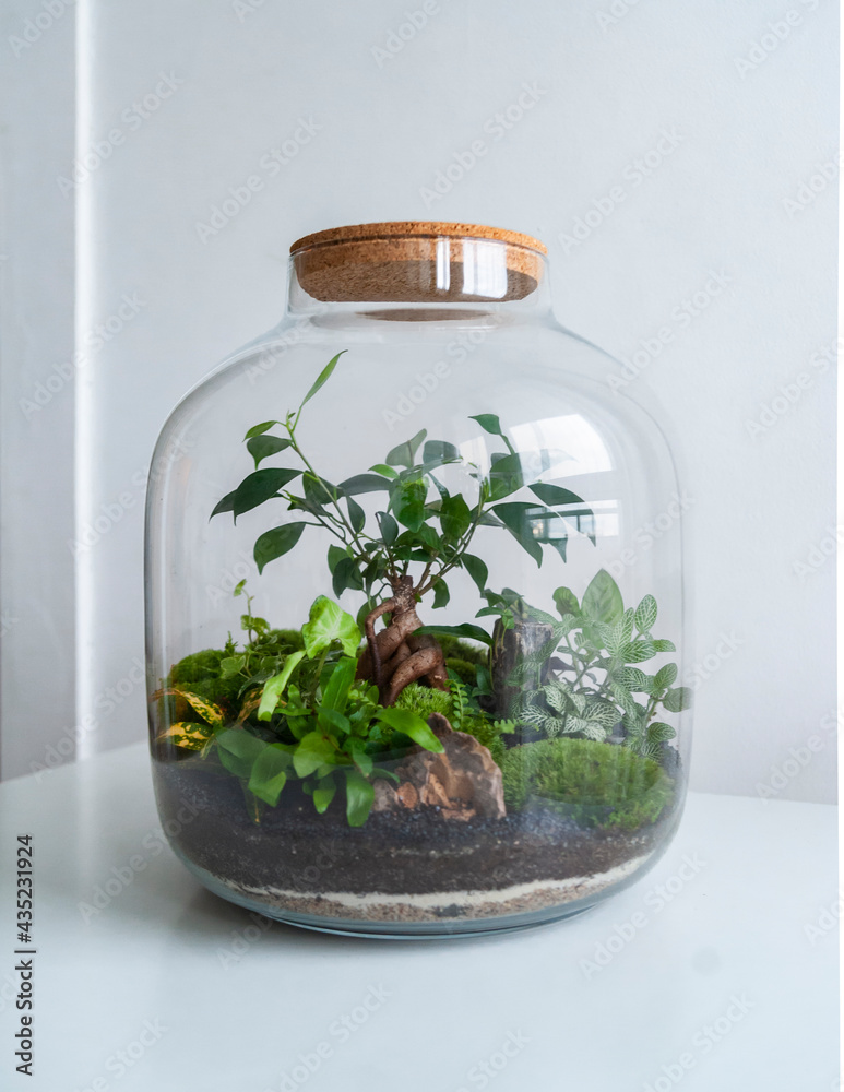 Small decoration plants in a glass bottle, garden terrarium bottle, forest in a jar. Terrarium jar with piece of forest with self ecosystem. Save the earth concept. Bonsai, set of terrariums, jars