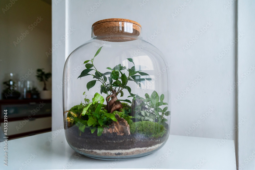 Small decoration plants in a glass bottle, garden terrarium bottle, forest in a jar. Terrarium jar with piece of forest with self ecosystem. Save the earth concept. Bonsai, set of terrariums, jars