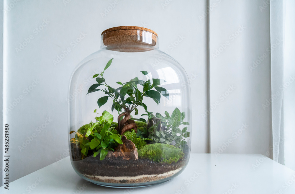 Small decoration plants in a glass bottle, garden terrarium bottle, forest in a jar. Terrarium jar with piece of forest with self ecosystem. Save the earth concept. Bonsai, set of terrariums, jars