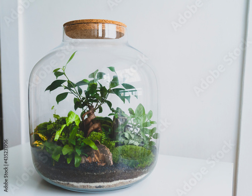 Obraz na płótnie Small decoration plants in a glass bottle, garden terrarium bottle, forest in a jar. Terrarium jar with piece of forest with self ecosystem. Save the earth concept. Bonsai, set of terrariums, jars w salonie