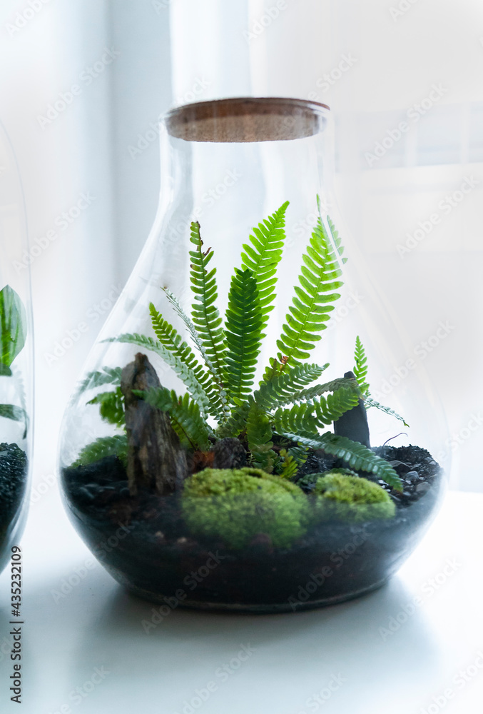 Small decoration plants in a glass bottle, garden terrarium bottle, forest in a jar. Terrarium jar with piece of forest with self ecosystem. Save the earth concept. Bonsai, set of terrariums, jars