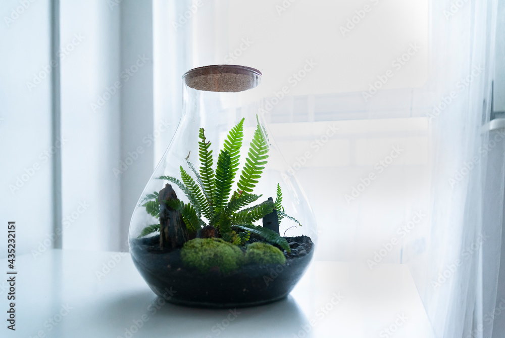 Small decoration plants in a glass bottle, garden terrarium bottle, forest in a jar. Terrarium jar with piece of forest with self ecosystem. Save the earth concept. Bonsai, set of terrariums, jars