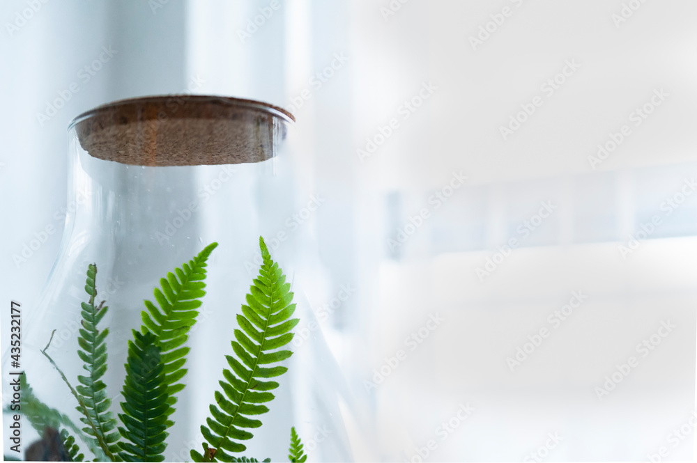 Small decoration plants in a glass bottle, garden terrarium bottle, forest in a jar. Terrarium jar with piece of forest with self ecosystem. Save the earth concept. Bonsai, set of terrariums, jars