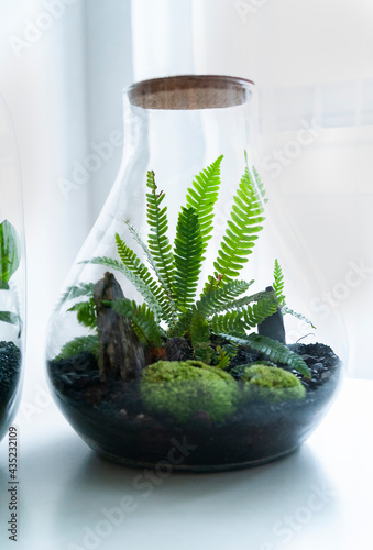 Obraz na płótnie Small decoration plants in a glass bottle, garden terrarium bottle, forest in a jar. Terrarium jar with piece of forest with self ecosystem. Save the earth concept. Bonsai, set of terrariums, jars w salonie