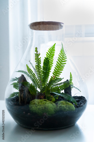 Obraz na płótnie Small decoration plants in a glass bottle, garden terrarium bottle, forest in a jar. Terrarium jar with piece of forest with self ecosystem. Save the earth concept. Bonsai, set of terrariums, jars w salonie