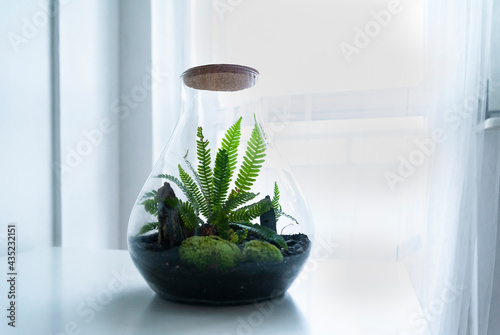 Obraz na płótnie Small decoration plants in a glass bottle, garden terrarium bottle, forest in a jar. Terrarium jar with piece of forest with self ecosystem. Save the earth concept. Bonsai, set of terrariums, jars w salonie