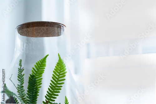 Obraz na płótnie Small decoration plants in a glass bottle, garden terrarium bottle, forest in a jar. Terrarium jar with piece of forest with self ecosystem. Save the earth concept. Bonsai, set of terrariums, jars w salonie