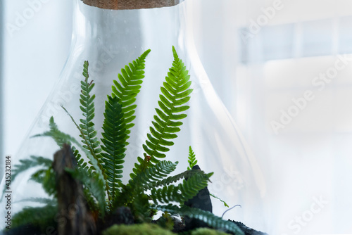Obraz na płótnie Small decoration plants in a glass bottle, garden terrarium bottle, forest in a jar. Terrarium jar with piece of forest with self ecosystem. Save the earth concept. Bonsai, set of terrariums, jars w salonie