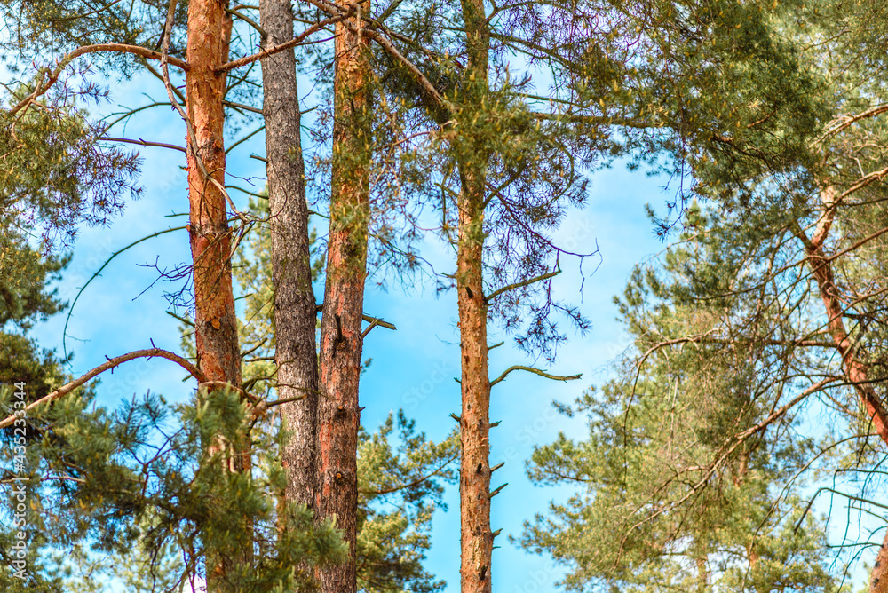 Fototapeta premium Beautiful forest with tall pine trees outside the city on a warm summer day