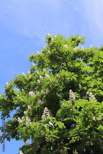 green tree and sky