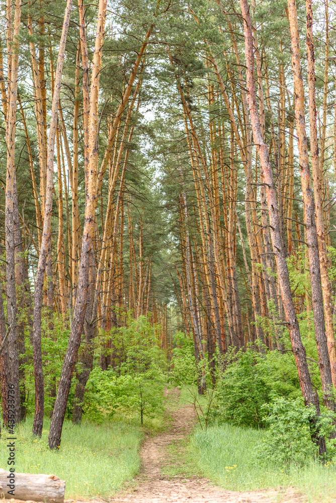 Beautiful forest with tall pine trees outside the city on a warm summer day Beautiful forest with tall pine trees outside the city on a warm summer day