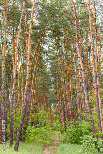 Beautiful forest with tall pine trees outside the city on a warm summer day