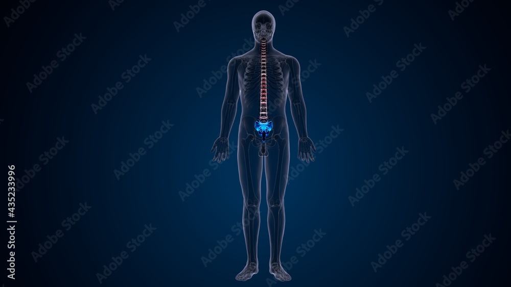 3d illustration of human male skeleton spine anatomy system 3d illustration of human male skeleton spine anatomy system