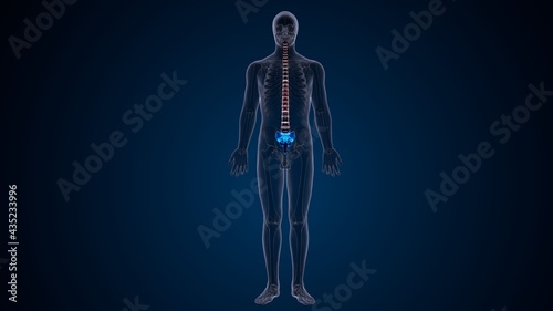 3d illustration of human male skeleton spine anatomy system