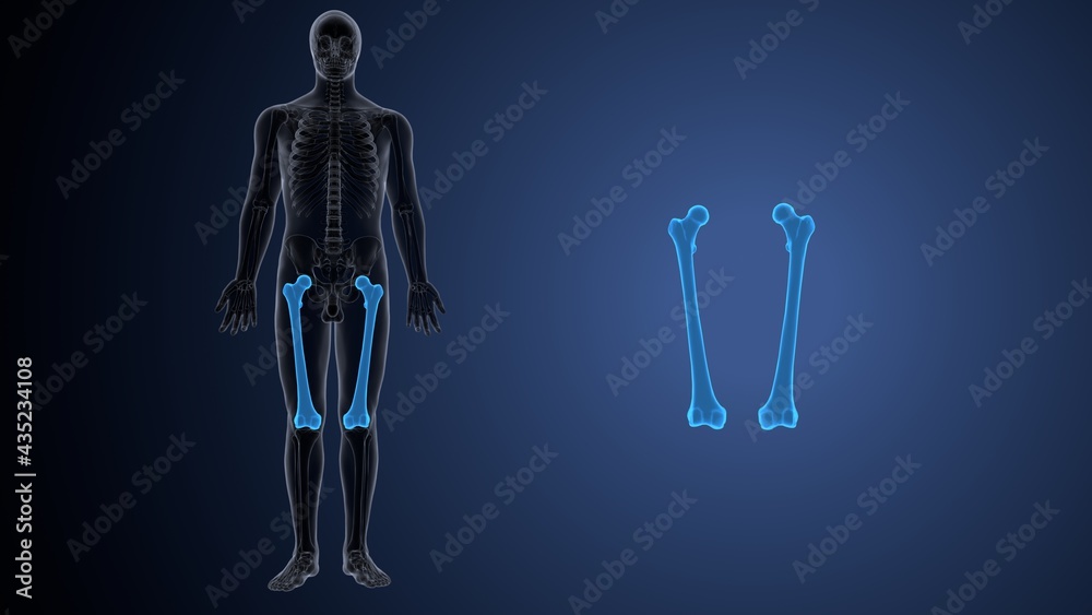 3d render of male human skeleton anatomy ytem