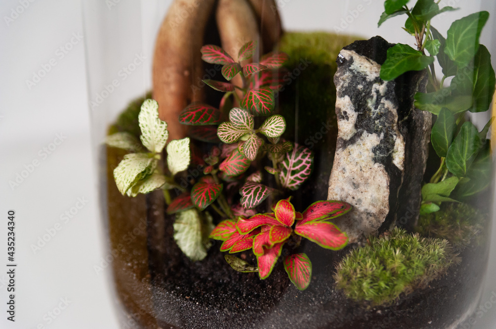 Small decoration plants in a glass bottle, garden terrarium bottle, forest in a jar. Terrarium jar with piece of forest with self ecosystem. Save the earth concept. Bonsai, set of terrariums, jars