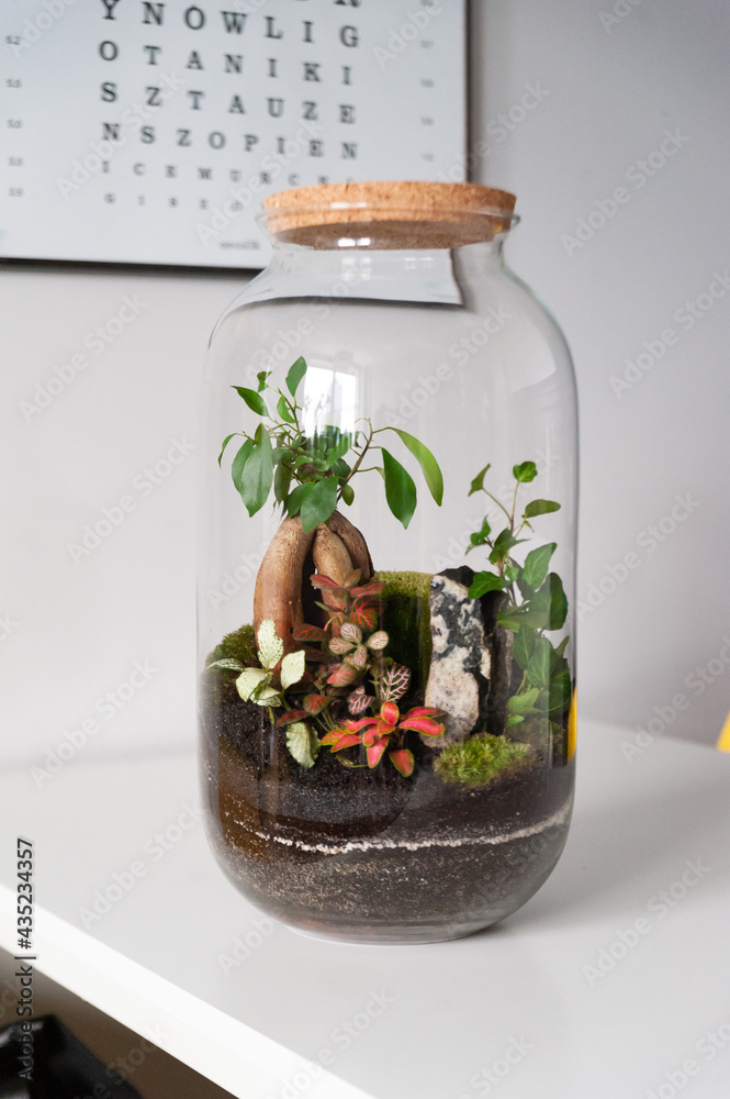 Small decoration plants in a glass bottle, garden terrarium bottle, forest in a jar. Terrarium jar with piece of forest with self ecosystem. Save the earth concept. Bonsai, set of terrariums, jars Small decoration plants in a glass bottle, garden terrarium bottle, forest in a jar. Terrarium jar with piece of forest with self ecosystem. Save the earth concept. Bonsai, set of terrariums, jars