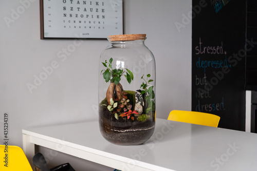 Small decoration plants in a glass bottle, garden terrarium bottle,  forest in a jar. Terrarium jar with piece of forest with self ecosystem. Save the earth concept. Bonsai, set of terrariums, jars