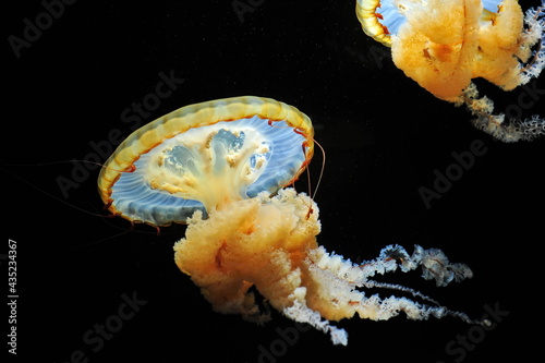 Orange Pasific sea Nettle Jellyfish photo