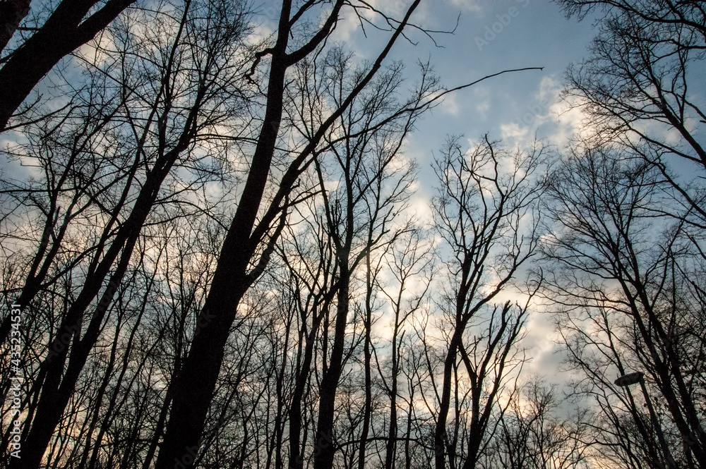 dark silhouettes of trees against the sky dark silhouettes of trees against the sky
