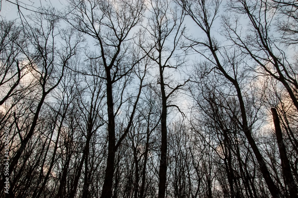 dark silhouettes of trees against the sky dark silhouettes of trees against the sky