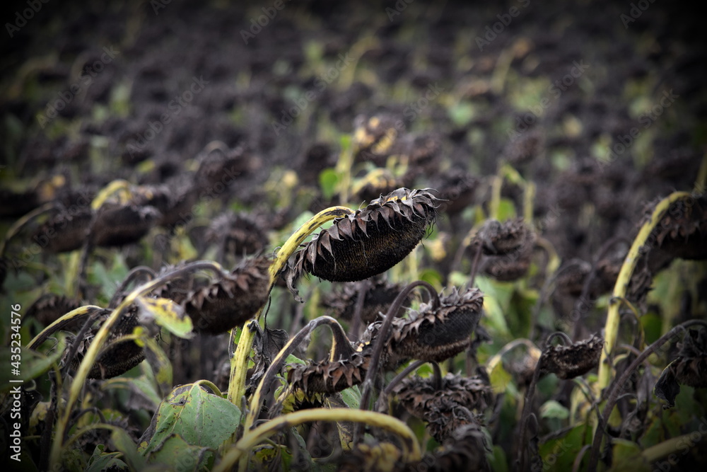 Fototapeta premium sunflower field 