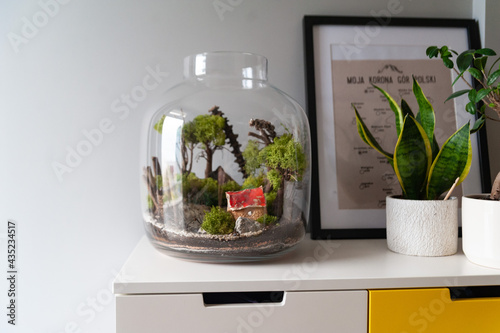 Obraz na płótnie Small decoration plants in a glass bottle, garden terrarium bottle, forest in a jar. Terrarium jar with piece of forest with self ecosystem. Save the earth concept. Bonsai, set of terrariums, jars w salonie