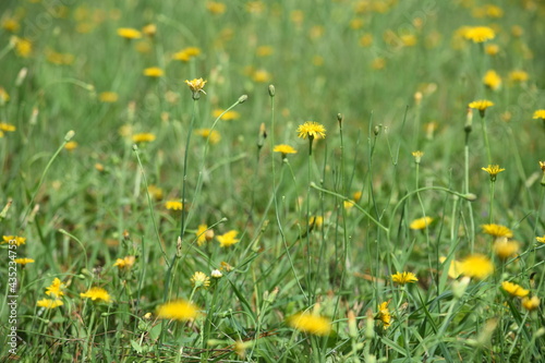 field of yellow dandelions