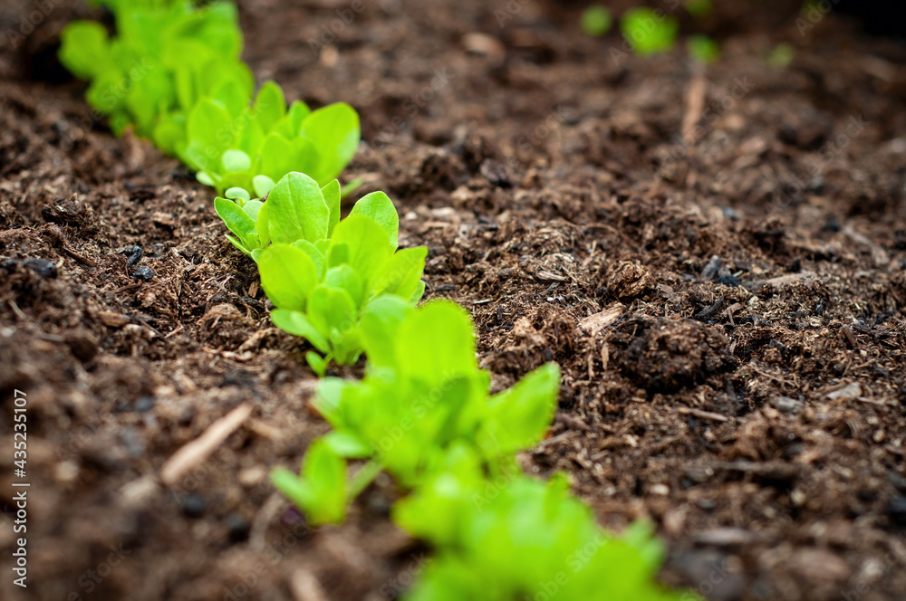 Lettuce seedling plant in the ground, gardening
Lettuce seedling plant in the ground, gardening