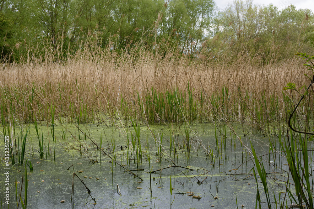 reeds in the water reeds in the water