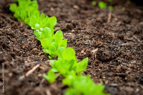 Lettuce seedling plant in the ground, gardening 