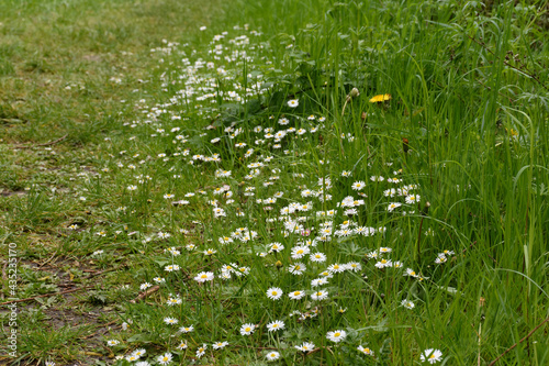 grass and daisies