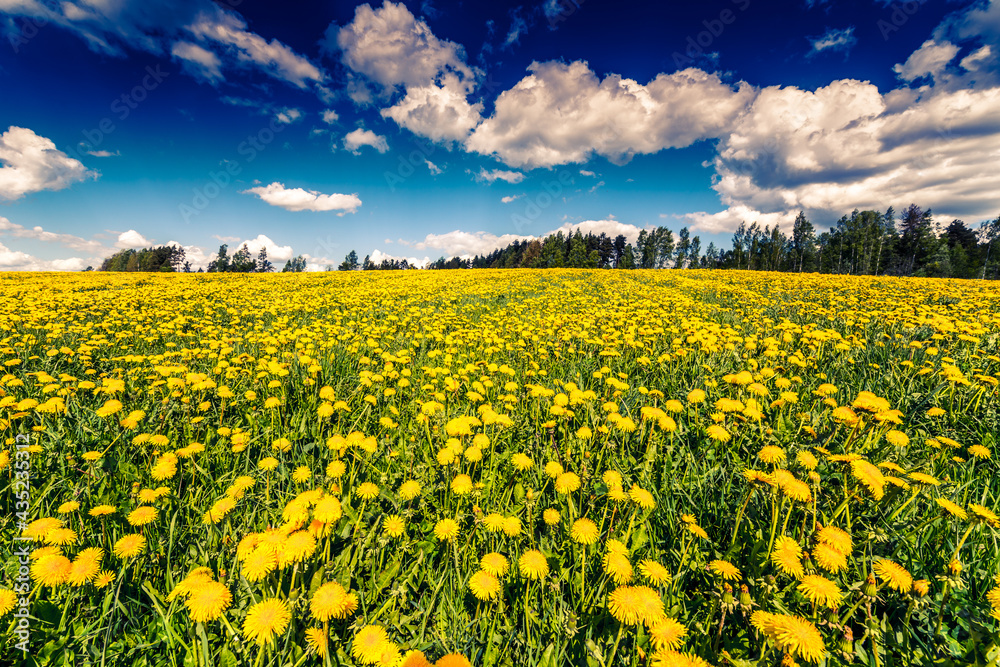 Fototapeta premium Meadows in the forest illuminated by the sun, covered in dandelions on a cloudy spring day