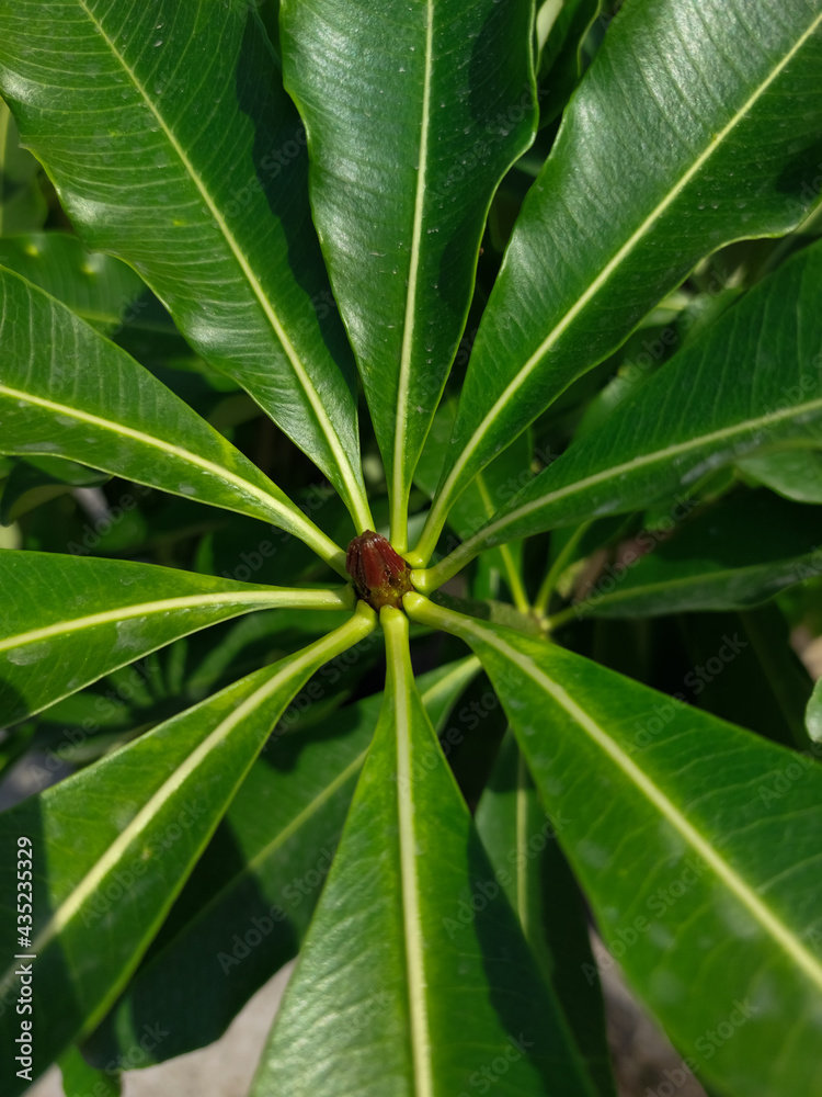 close up of green leaves close up of green leaves