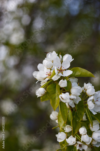 pear blossom