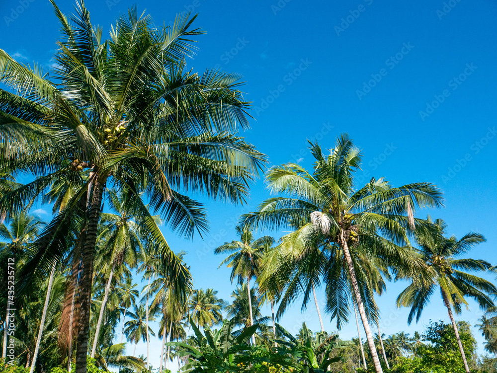 Coconuts tree in a plantation area in the tropical nation of Indonesia.