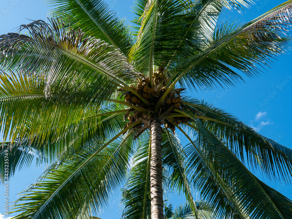 Fototapeta premium Coconuts tree in a plantation area in the tropical nation of Indonesia.